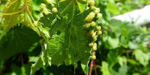 Filoksera grožđa (list) - mjere suzbijanja i preparati